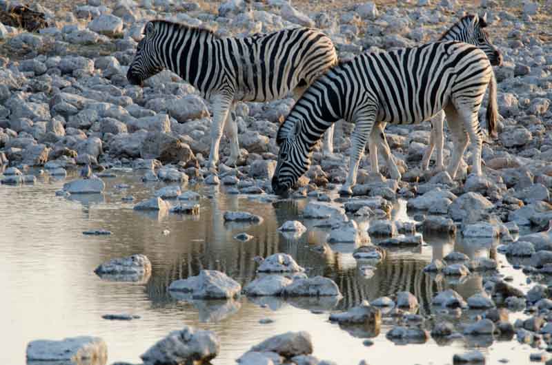 Cebra - parque nacional de Etosha - Namibia 3.jpg